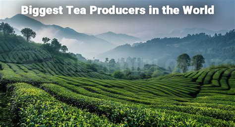 Top 10 Biggest Tea Producers In The World In 2025