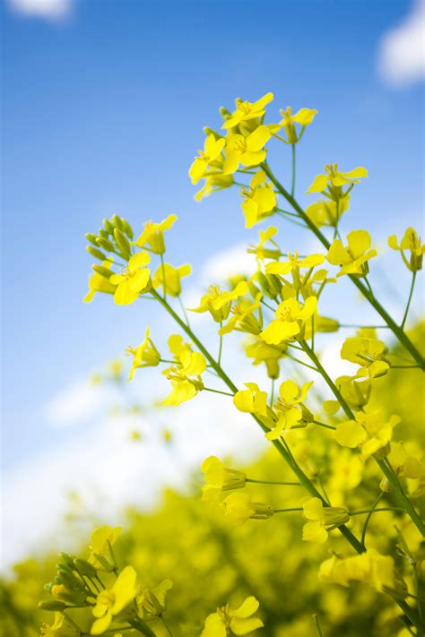 Image Gallery – News & Views – U.S. Canola Association – non-profit to ...