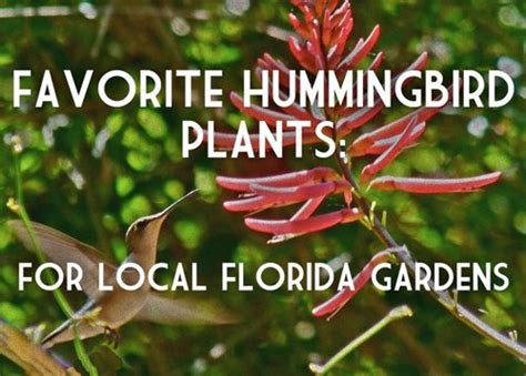 The Best Plants for Attracting Hummingbirds to your Florida Garden ...