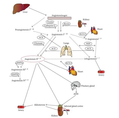 Expanded Renin Angiotensin Aldosteron System Recently The