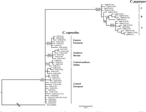 Figure 2 From Global Phylogeography Of The Genus Capreolus