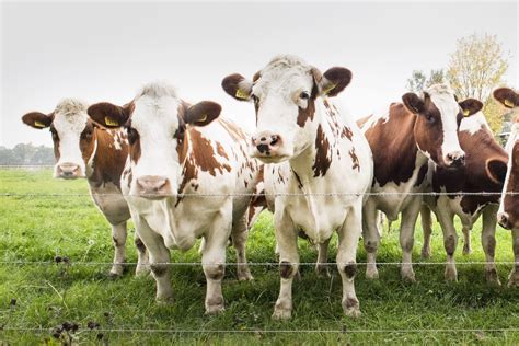 Cows In Field Royalty Free Stock Photo