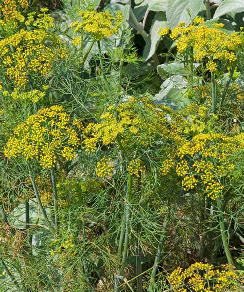 How to grow dill from cuttings: expert propagation tips | Homes & Gardens