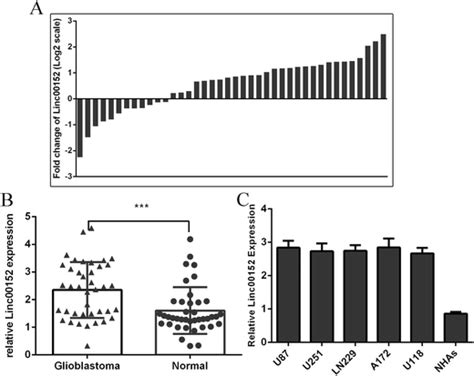 Linc00152 Expression Level Was Upregulated In The Glioblastoma Tissues