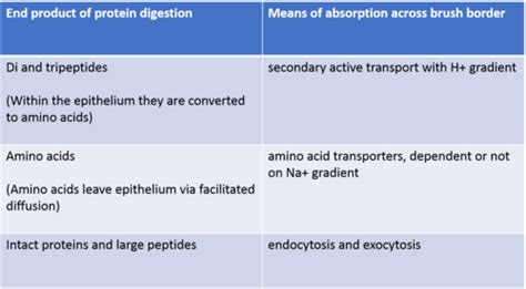 Digestion And Absorption Of Protein Flashcards Quizlet