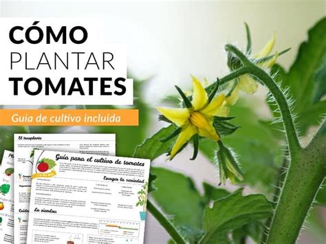 Gu A Completa Para Cultivar Tomate Cherry Consejos Pr Cticos Y Pasos