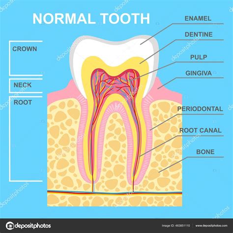 Ilustración Del Diagrama Dientes Humanos Ilustración Estructura Dental