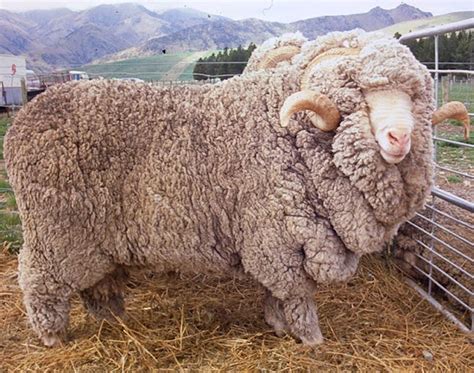 Booroola Merino Sheep: Characteristics, Uses, Photo