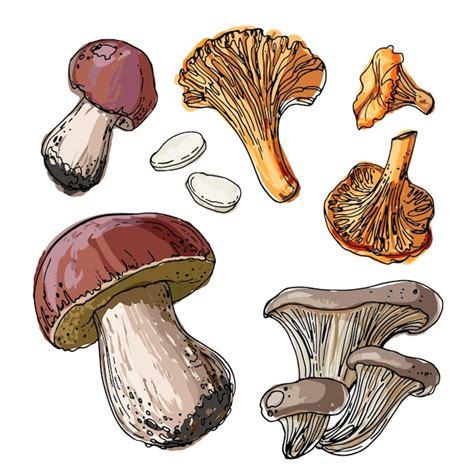 Premium Vector Set Of Edible Mushrooms A Sketch Of Food Drawn By A