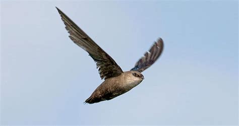 Chimney Swift Identification, All About Birds, Cornell Lab of Ornithology