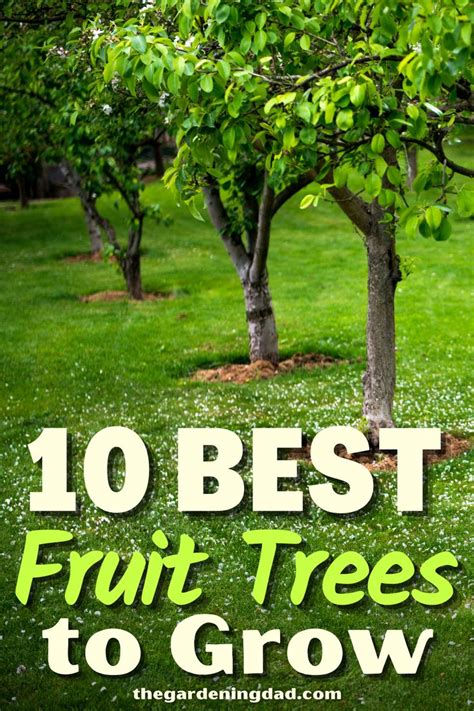 Best Fruit Trees For Your Backyard