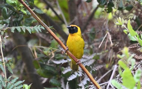 Southern Tanzania Birding Tour Cisticola Tours LTD Birding Nature