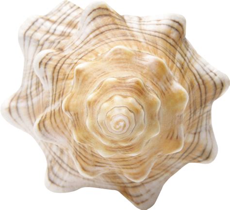 Sea Conch Snail Shell Free Png Image Png Arts