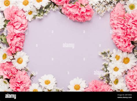 Pink Daisy Border