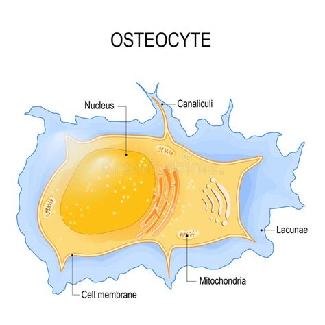 Osteocyte Structure Of Bone Cell Stock Vector Illustration Of