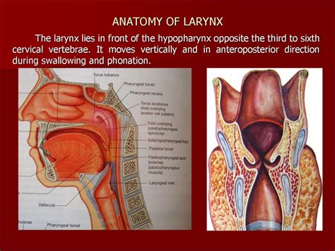 Anatomy Of Larynx And Pharynx Anatomical Charts Posters