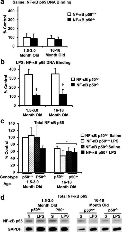 Nf κb P65 Dna Expression And Activity In Aging And Nf κbp50− − Mice Download Scientific