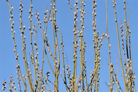 Bush Of Pussy Willow On Background Of Blue Sky Stock Image Image Of Nature March