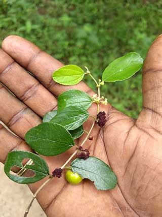 Gambar Daun Bidara Cina Pulp