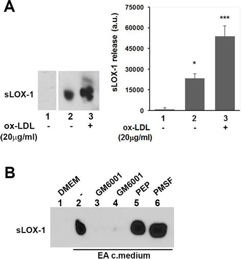 Eahy926 Cells Secretome Induce Lox 1 Shedding A Western Blot