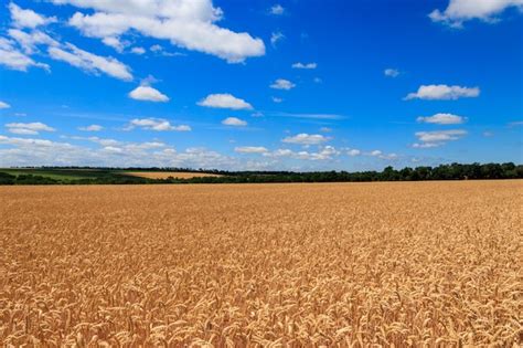 Premium Photo Field Of Ripe Golden Wheat