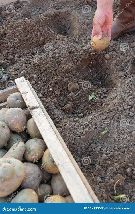 Os Agricultores Jogam Manualmente Um Tubérculo De Batata No Chão