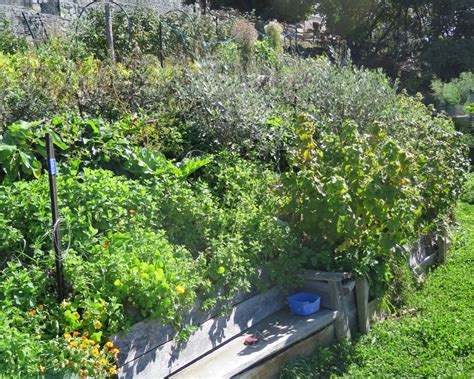 Our Maturing Edible Forest Garden Good Life Permaculture