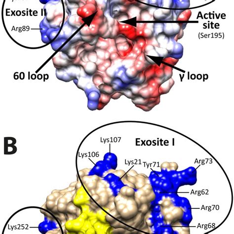 Analyses Of The Minimal Sites For Three Thrombin Cleavage Sites In