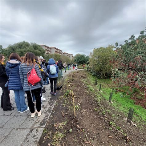 Fastweb Piantati 1 000 Alberi Nel Parco Degli Ulivi A Catania