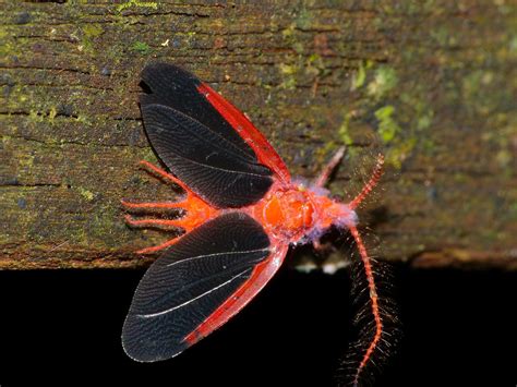 Giant Scale Insect Drosicha Corpulenta Male Deer Cave Bo Flickr