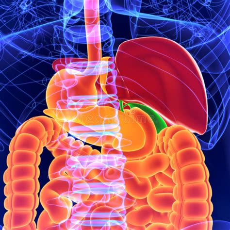 3D Illustration Human Digestive System Anatomy For Medical Concept