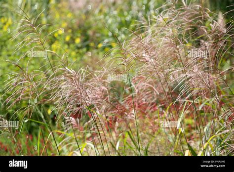 Miscanthus Flowerheads Hi Res Stock Photography And Images Alamy