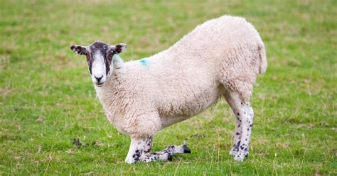 Sheep Diseases Common Diseases Of Sheep