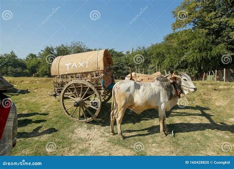 Cow Car Stock Photos Download 1938 Royalty Free Photos