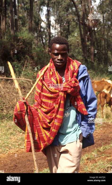 Maasai herding cattle hi-res stock photography and images - Alamy