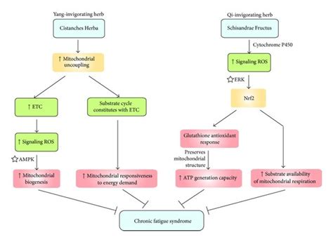 A Potential Treatment For Chronic Fatigue Syndrome Using Download Scientific Diagram