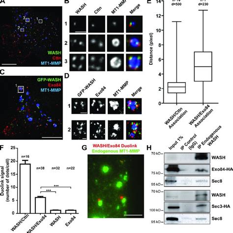 Wash And Exocyst Complex Are Required For Matrix Remodeling And The