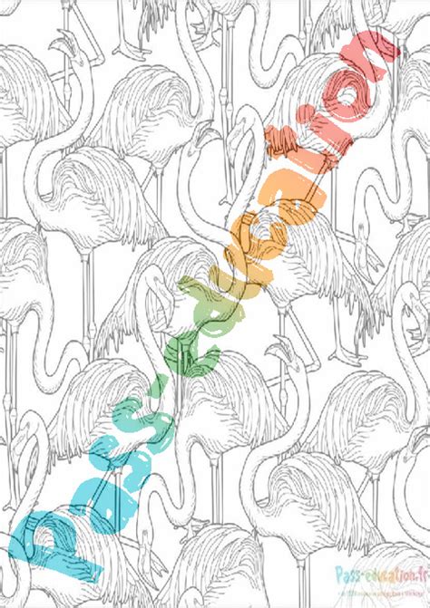 Coloriage gratuit Flamant rose PDF à imprimer