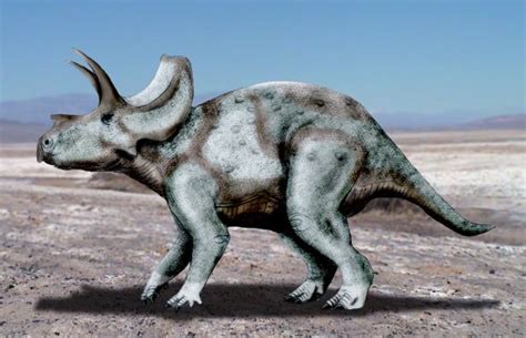 Ojoceratops. Dinosauria, Ornithischia, Neornithischia, Marginocephalia, Ceratopsidae ...