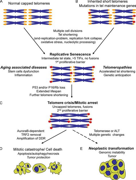 Impact Of Telomere Shortening On Aging Associated Diseases