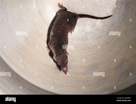 Shrew in asia hi-res stock photography and images - Alamy