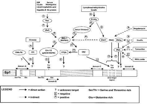 Figure 1 from Role of Sp1 in insulin regulation of gene expression ... 