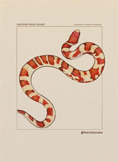 Eastern Milk Snake Illustration Rreptiles
