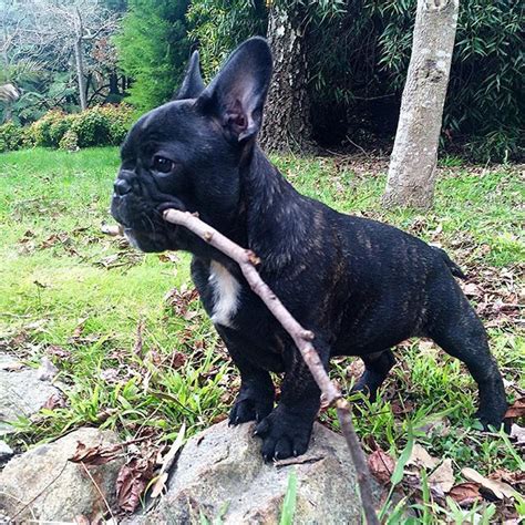 This Stick Is Perfect For My Collection French Bulldog Puppy