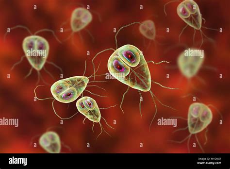 Les Parasites Giardia Lamblia Illustration De Lordinateur Giardia Lamblia Est Un Protozoaire