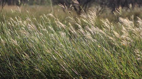 Grazing North Texas King Ranch Bluestem Friend Or Foe North Texas