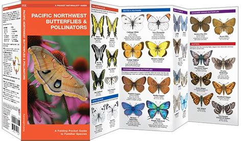 Pacific Northwest Butterflies And Pollinators Pocket Naturalist® Guide