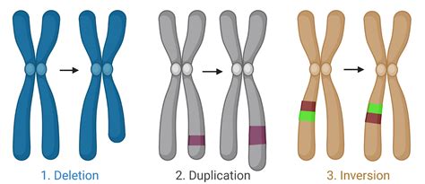 Metaphase Spreads – NC DNA Day Blog