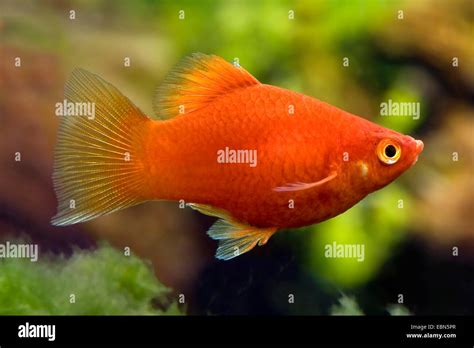 southern platyfish, Maculate Platy (Xiphophorus maculatus), breed Coral ...