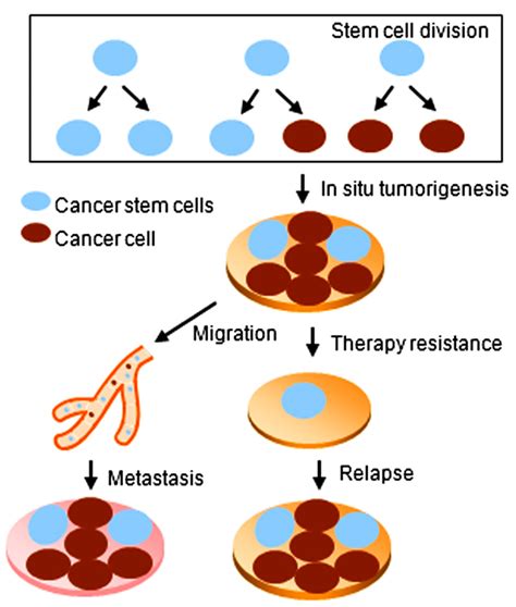 Frontiers Mirnas Regulate Stem Cell Self Renewal And Differentiation